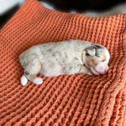 Miniature Australian Shepherd Puppies from Wild Outlaw Aussies