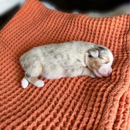 Miniature Australian Shepherd Puppies from Wild Outlaw Aussies