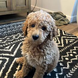 Boy 1 - Apricot male Goldendoodle puppy in Lapeer, Michigan from Doodle All Day