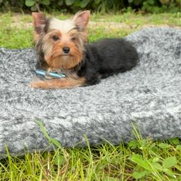 Timmy - Black and gold male Yorkshire Terrier puppy in Naples, Florida from Moon Ranch Puppies