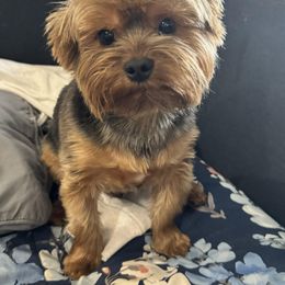 Yorkshire Terrier Puppies from Celestial Family Terriers (Yooper Yorkies)