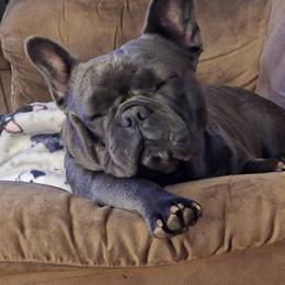 Boston Terrier and French Bulldog All Grown Up from Vanover's Boston Terriers and Frenchies