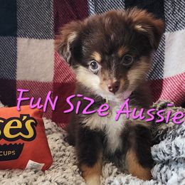 Toy Australian Shepherds from FuN SiZe Aussies