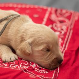 Ms. Gray - Golden female Golden Retriever puppy in Brentwood, California from Golden M Family Farms