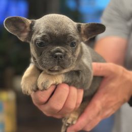 Ash - Blue female French Bulldog puppy in Rapid City, South Dakota from Frontier Frenchies, LLC