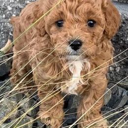 Cavapoos and Goldendoodles from Our Doodle Dwelling