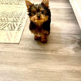 Yorkshire Terrier Puppies from Jill Brown
