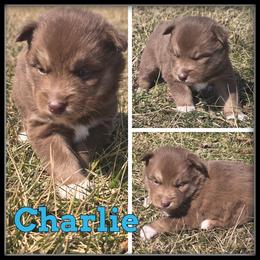 Charlie - Red and white male Siberian Husky puppy in Wheeler, Michigan from Haase Family Kennels