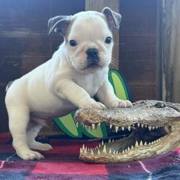 Bulldog puppies from Freeway Bulls