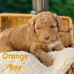 Orange Boy - Red  male Goldendoodle puppy in Kitsap County, Washington from Amazing Grace Doodles