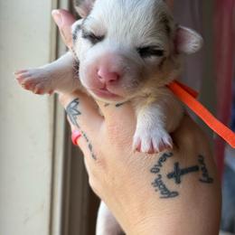 Perdita - Blue merle and white female American Corgi puppy in Aberdeen, Washington from Coastal country Farms