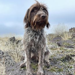 Wirehaired Pointing Griffons from Muddy Paws WPG