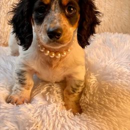 Dachshund and Miniature Schnauzer Puppies from The Bossy Doxie Farm