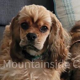 Sugar - Cocker Spaniel