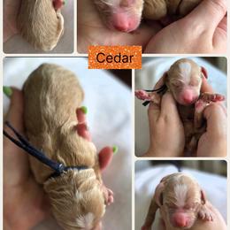 Cedar - Apricot male Goldendoodle puppy in Decatur, Tennessee from Diamond's Doodles