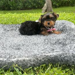 Aqua - Black and gold female Yorkshire Terrier puppy in Bonita Springs, Florida from 🤎 Dreaming Puppies 🐶