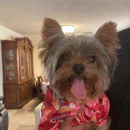 Yorkshire Terrier All Grown Up from Diamond Doll Yorkies
