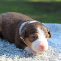 Brook - Red tri female Toy Australian Shepherd puppy in Bauxite, Arkansas from J and B Mini Aussies