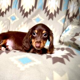 Pancake - Chocolate male Dachshund puppy in Magnolia, Texas from Hillyard Ranch