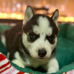 Peppermint - Black and white female Siberian Husky puppy in Tiverton, Rhode Island from Mount Hope Siberians