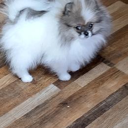 Pomeranian Puppies from Royal Palace Pomeranians
