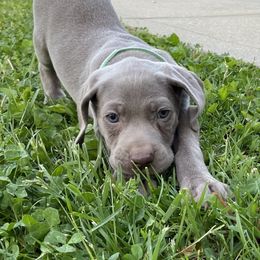 Weimaraner Puppies from georgous weimaraner's and other pure breds