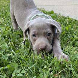 Weimaraner Puppies from georgous weimaraner's and other pure breds