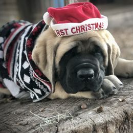 Mastiff Puppies from Majestic Mastiffs of Florida