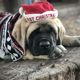 Mastiff Puppies from Majestic Mastiffs of Florida
