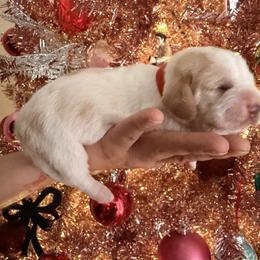 Lala - Lemon and white female Basset Hound puppy in Lubbock, Texas from Hound House