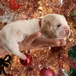 Lala - Lemon and white female Basset Hound puppy in Lubbock, Texas from Hound House