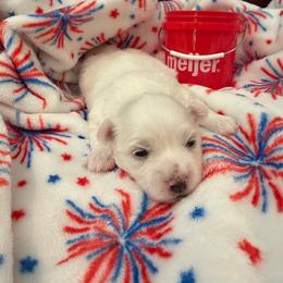 Girl 3 Red - White female Coton de Tulear puppy in Ludington, Michigan from Cotten's Sunset Kennels
