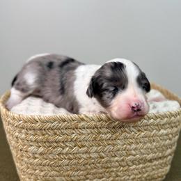 Kristoff - Blue merle male Aussiedoodle puppy in Adams, Nebraska from Boxcar Doodles and Poodles