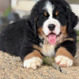 W black - Black tan and white male Bernese Mountain Dog puppy in Winigan, Missouri from Home Sweet Bernese