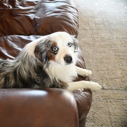 Australian Cattle Dog and Companion Cross Puppies from MX Kennel - Central MO