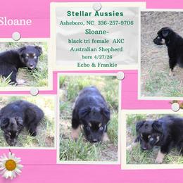 Sloane - Black tri-color female Australian Shepherd puppy in Asheboro, North Carolina from Stellar Aussies