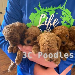 Poodle Puppies from 3C Poodles