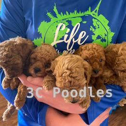 Poodle Puppies from 3C Poodles