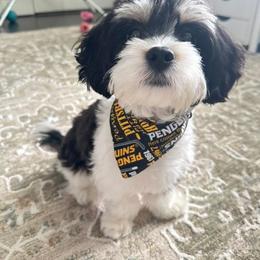 Cavachon and Maltese All Grown Up from Wendy’s Maltese & Cavamalts of Virginia