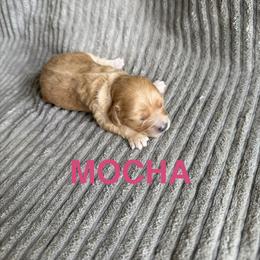 Mocha - Apricot female Cavapoo puppy in Sherwood, Michigan from Patrick's Puppies