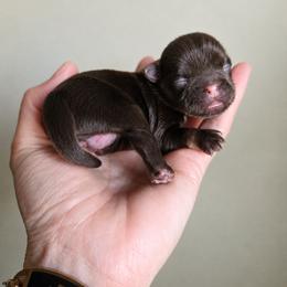 Jordan - Chocolate and tan male Shih Tzu puppy in Lancaster, Ohio from Wandering Tzu