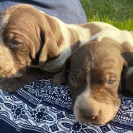 German Shorthaired Pointers from Teresa Holdeman's German Shorthaired Pointers