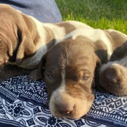 German Shorthaired Pointers from Teresa Holdeman's German Shorthaired Pointers