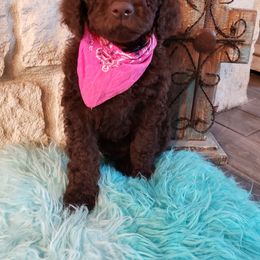 Labradoodle Puppies from TLC Labradoodles