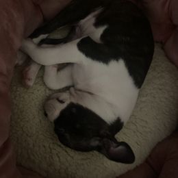 Boston Terrier Puppies from Christina's Boston Terriers