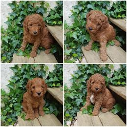 Goldendoodle Puppies from East Coast Goldendoodles