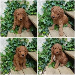 Goldendoodle Puppies from East Coast Goldendoodles