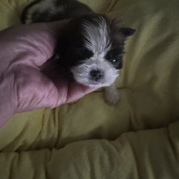 Girl 1 - Tricolor female Shih Tzu puppy in Detroit, Michigan from Steel Blue Diamond Kennel