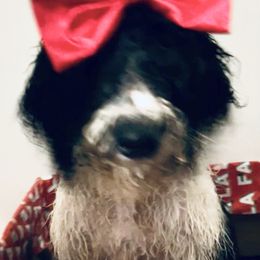 Laurette - Bernedoodle puppy from Little Lake Doodles