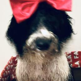 Laurette - Bernedoodle puppy from Little Lake Doodles